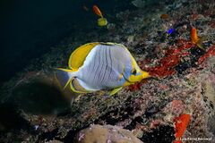 Chaetodon xanthocephalus