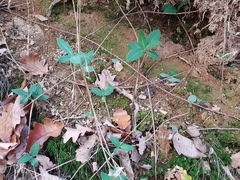 Lonicera periclymenum