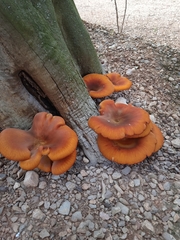 Omphalotus olearius