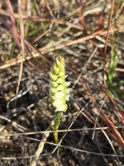 Spiranthes cernua
