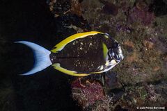 Acanthurus thompsoni