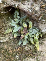 Asplenium bradleyi