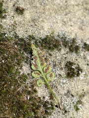 Asplenium bradleyi