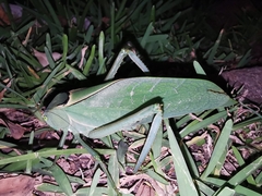 Stilpnochlora azteca