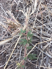 Dichrostachys cinerea