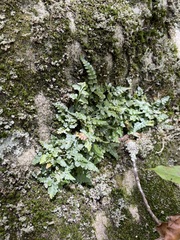 Asplenium bradleyi
