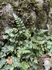 Asplenium bradleyi