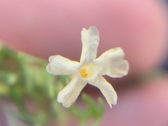 Chaenostoma hispidum