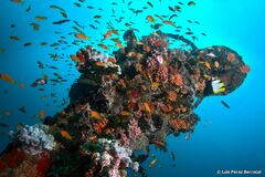 Pseudanthias squamipinnis