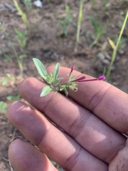 Allophyllum divaricatum