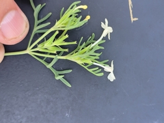 Chaenostoma hispidum