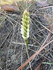 Spiranthes cernua