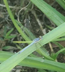 Hemistigma albipunctum