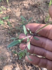 Allophyllum divaricatum