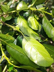 Rhamnus prinoides