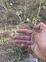 Allophyllum divaricatum