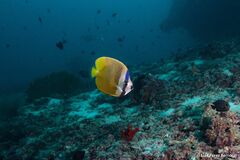Chaetodon kleinii