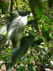 Rhamnus prinoides