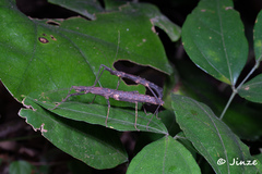 Neohirasea hongkongensis