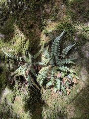 Asplenium bradleyi
