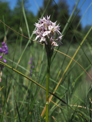 Dactylorhiza maculata