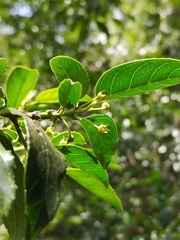 Rhamnus prinoides