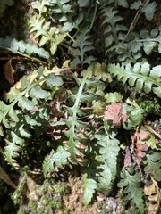 Asplenium bradleyi