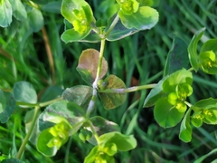 Podosphaera euphorbiae