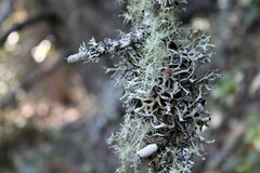 Hypogymnia tubulosa