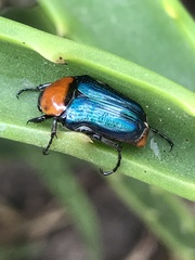 Leucocelis amethystina