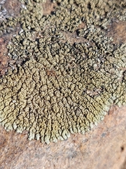 Xanthoparmelia