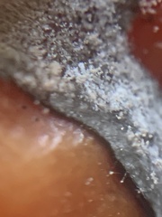 Botrytis