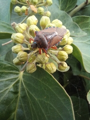 Pinthaeus sanguinipes