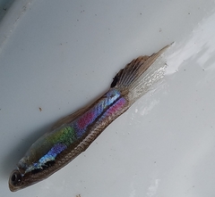 Poecilia reticulata