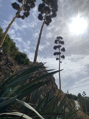 Agave