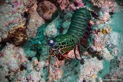 Odontodactylus scyllarus