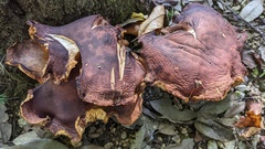 Tricholoma ustale