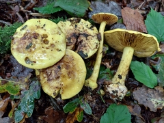 Calonarius splendens