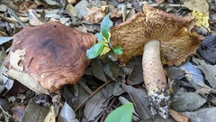 Tricholoma ustale