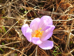 Crocus serotinus