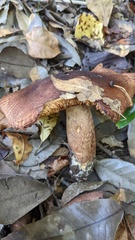 Tricholoma ustale