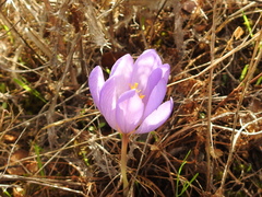 Crocus serotinus
