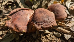 Tricholoma ustale