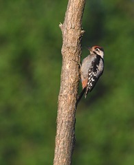 Dendrocopos syriacus