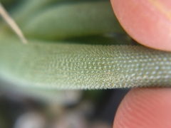 Delosperma