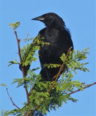 Agelasticus cyanopus