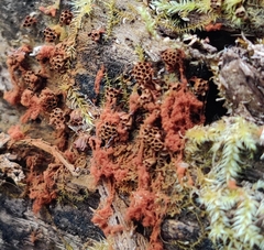 Metatrichia vesparium