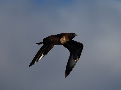 Parasitic Jaeger