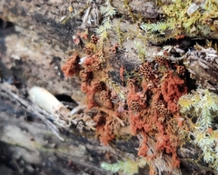 Metatrichia vesparium