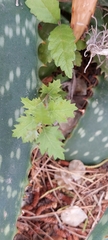 Sphaeralcea mendocina